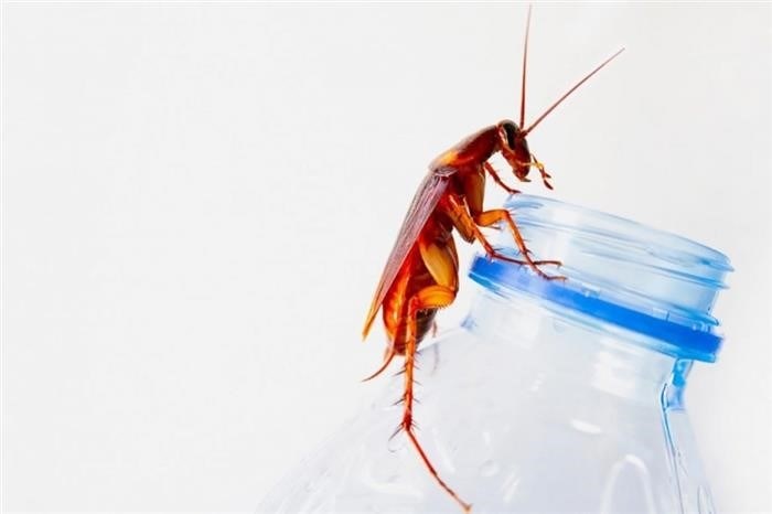 Механизм действия средства против тараканов и их личинок