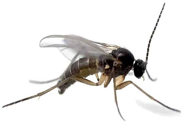 Так сколько же живут мухи?