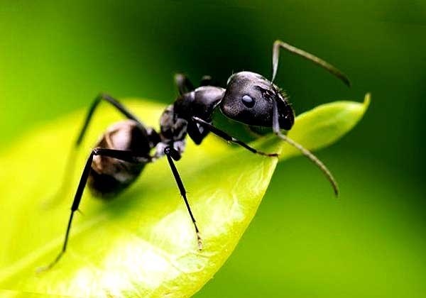 Срок жизни мухи в зависимости от вида