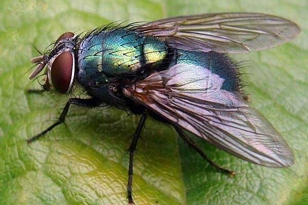 Сколько живут мухи в квартире: максимально возможный срок жизни насекомого