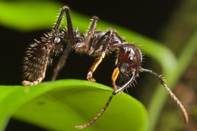 Какие муравьи живут дольше, а какие – меньше
