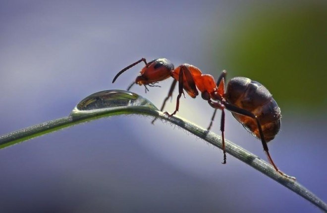 Как живут муравьи в муравейнике 
