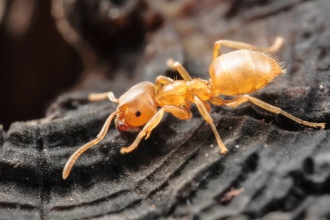 Сколько лет в среднем живут муравьи в природе?