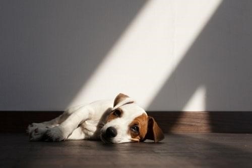 Профилактика демодекоза у собак в домашних условиях