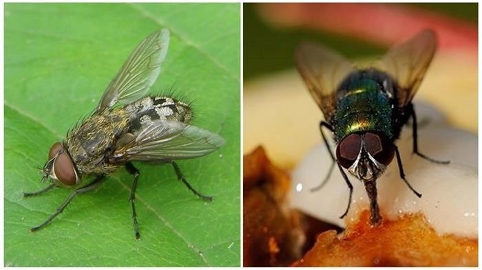 Сколько живут мухи без еды?