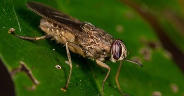 Срок жизни мухи: ее развитие и продолжительность жизни