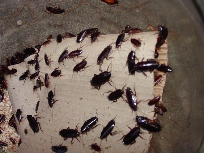 Вред от огромных тараканов