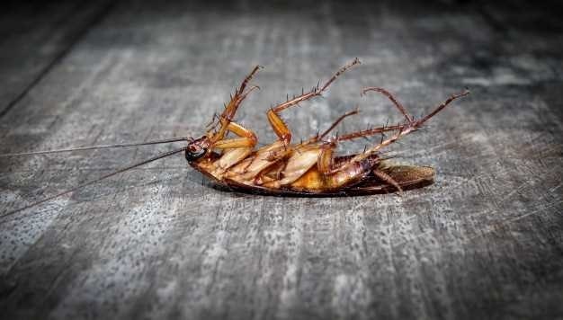 Страх перед тараканами: детали и причины
