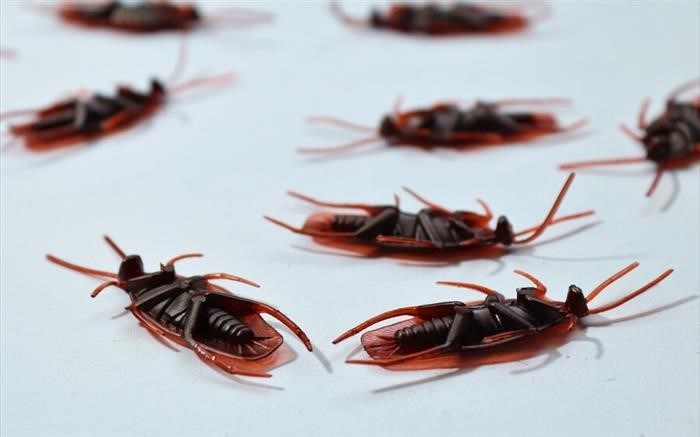 Как избавиться от страха тараканов: итоги