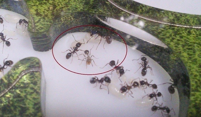 Оплодотворение муравьиной королевы