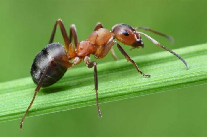 Оплодотворение и размножение муравьев