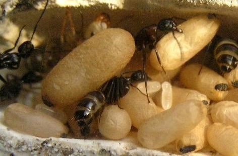 Строение туловища и мозга муравья