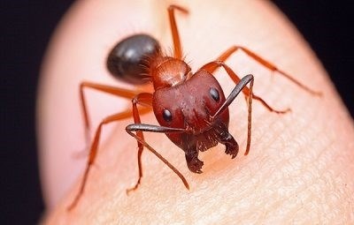 Как выглядят укусы домашних муравьев