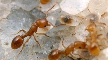 Кусаются ли муравьи: узнайте все о данном вопросе