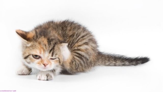 Как правильно помыть котенка, чтобы не вызвать у него стресс