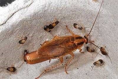 Как быстро вырастает таракан?