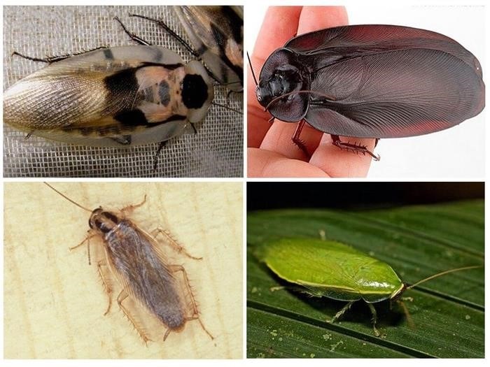 Как определить таракана с крыльями?