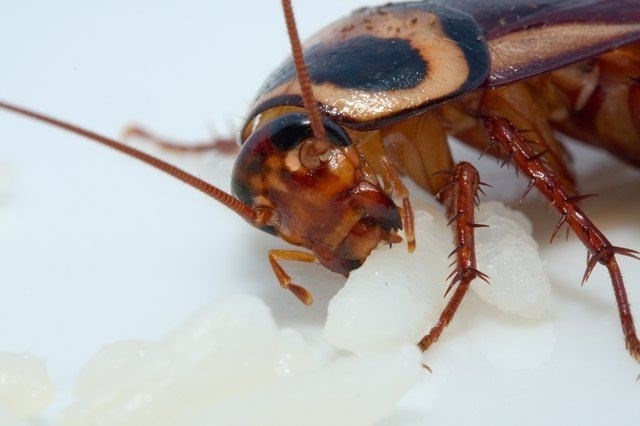 Симптомы укуса таракана