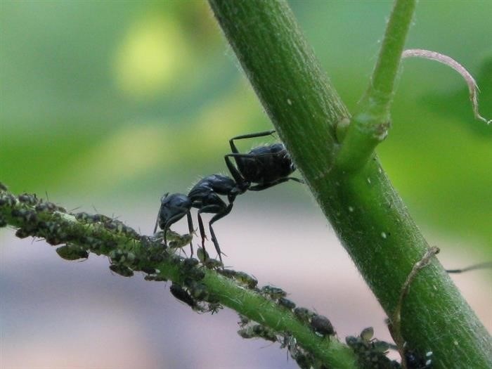 Эффективные методы борьбы с черными муравьями