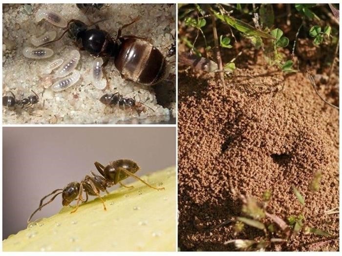Как защитить урожай клубники от атак черных муравьев?