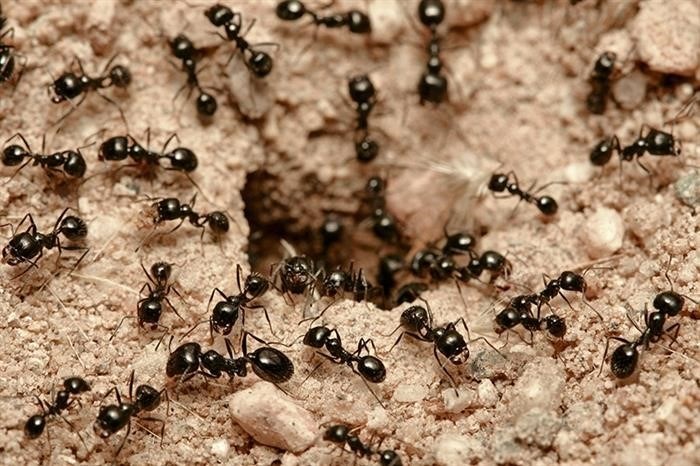 Черный садовый муравей: образ жизни, описание вида