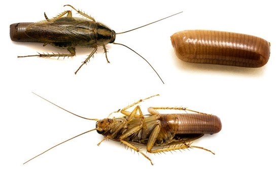 Сколько лет живут тараканы?