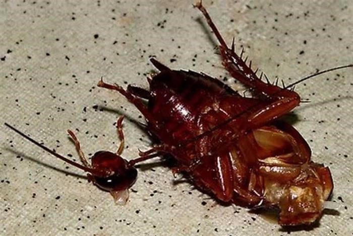 Роль крови в жизнедеятельности тараканов