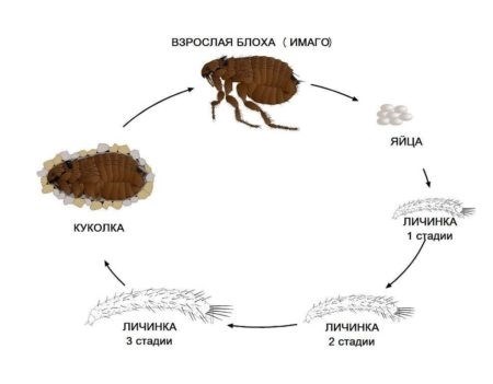 Как можно защититься от укусов блох?