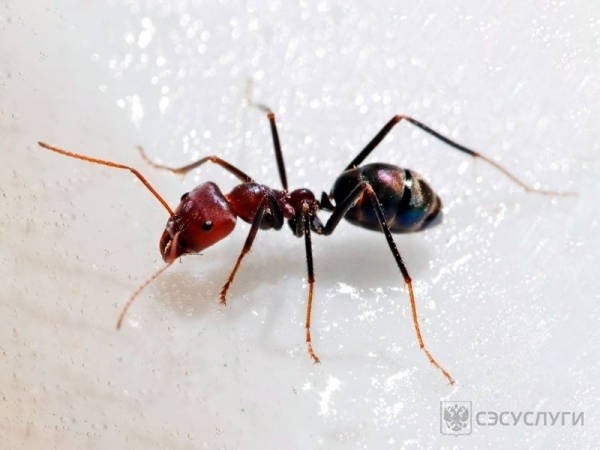 Укусы жгучих-муравьев и их лечение
