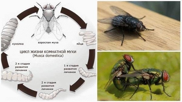 Быстрое размножение мух в доме: как противостоять