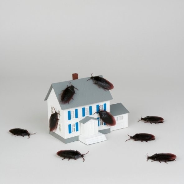 Где прячутся тараканы и как их найти?