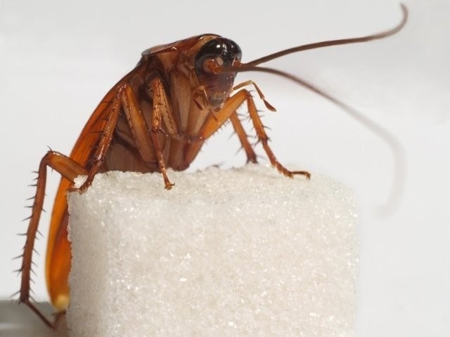 Что делать если тараканы бегут от соседей?