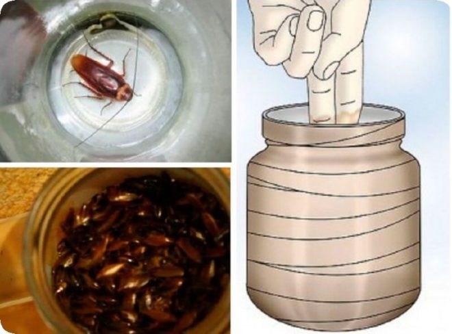 Как правильно выбрать приманку для тараканов