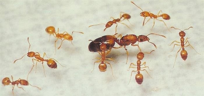 Рост муравейника и роль маток