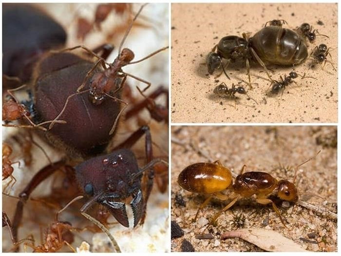 Почему рыжие муравьи заводятся в квартире