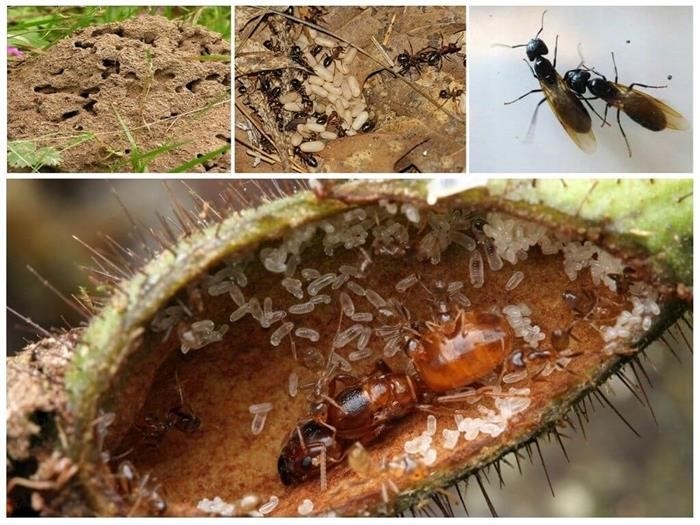 Как обнаружить матку и гнезда рыжих муравьев