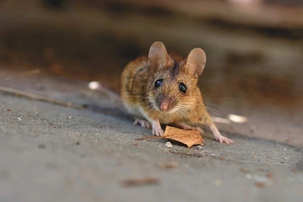 Чем кормить декоративную мышь