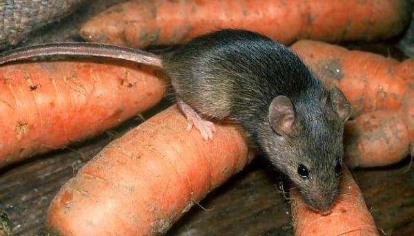 Другие варианты натуральных репеллентов для мышей