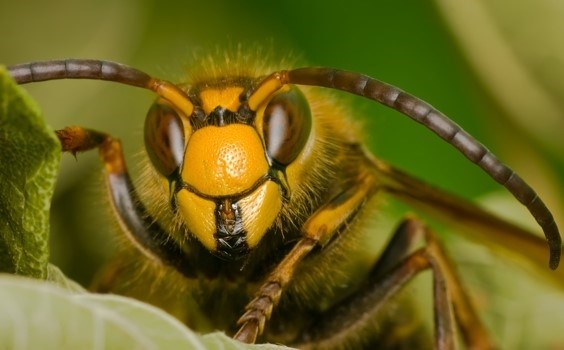 Самая крупная пчела на планете