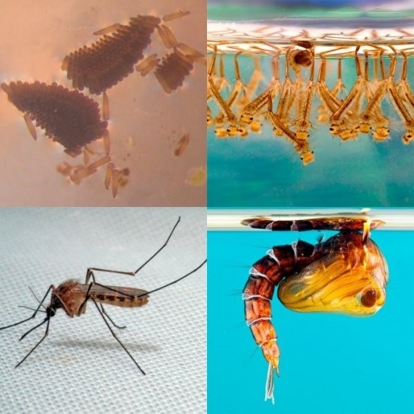 Как появляются комары, с чего начинается жизнь