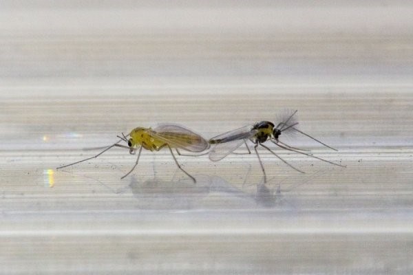 Как размножаются и сколько ног имеют комары?