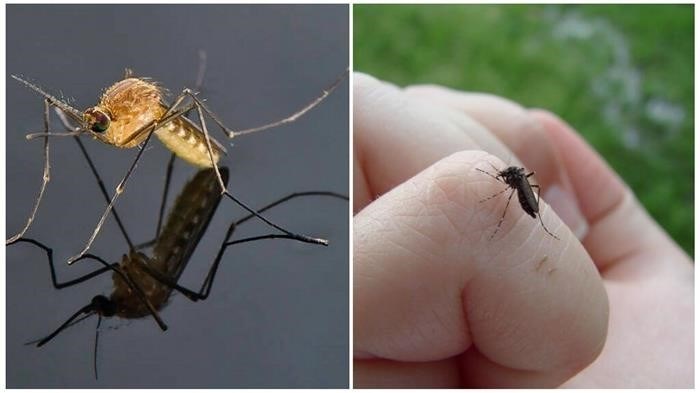Неполовозрелая особь комаров: особенности и описание