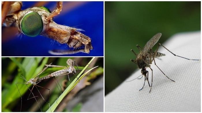 Как комарам удается спариваться налету