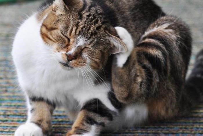 Дозы и способы применения спреев от блох для кошек