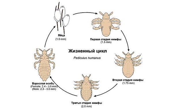 Стадии развития возбудителей педикулеза