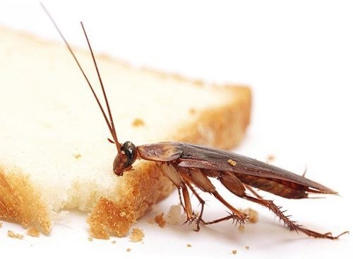Причины ассоциации тараканов с «стасиками»