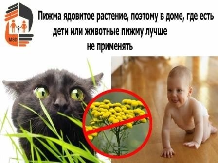 Где купить пижму?