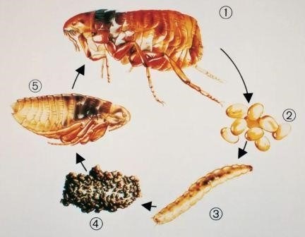 Размножение блох: как выглядят яйца, личинки и куколки