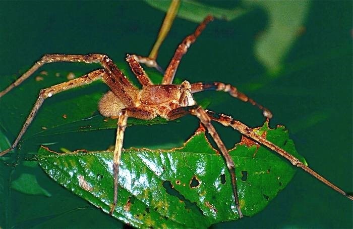 Опасность для человека с бразильскими странствующими пауками