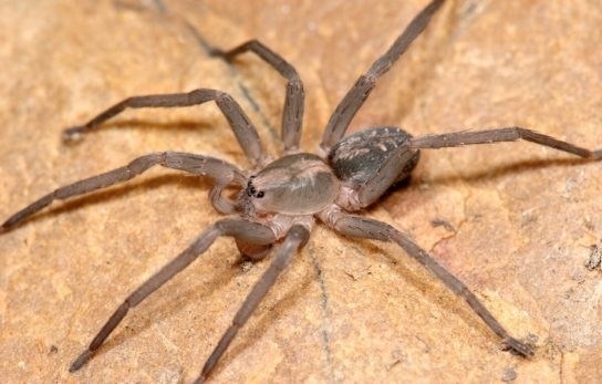 Что делать при укусе бразильского странствующего паука